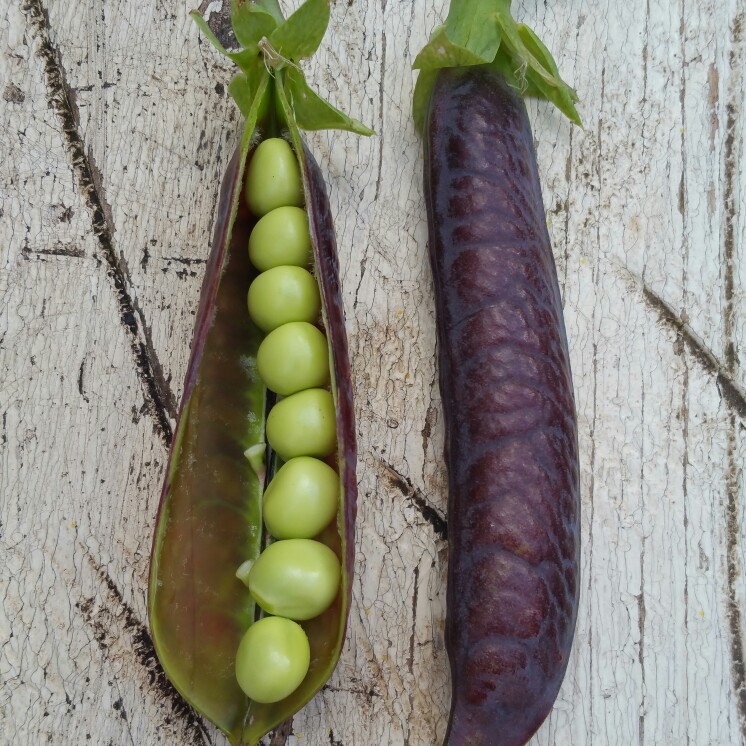 Pea Blauschokker in the GardenTags plant encyclopedia