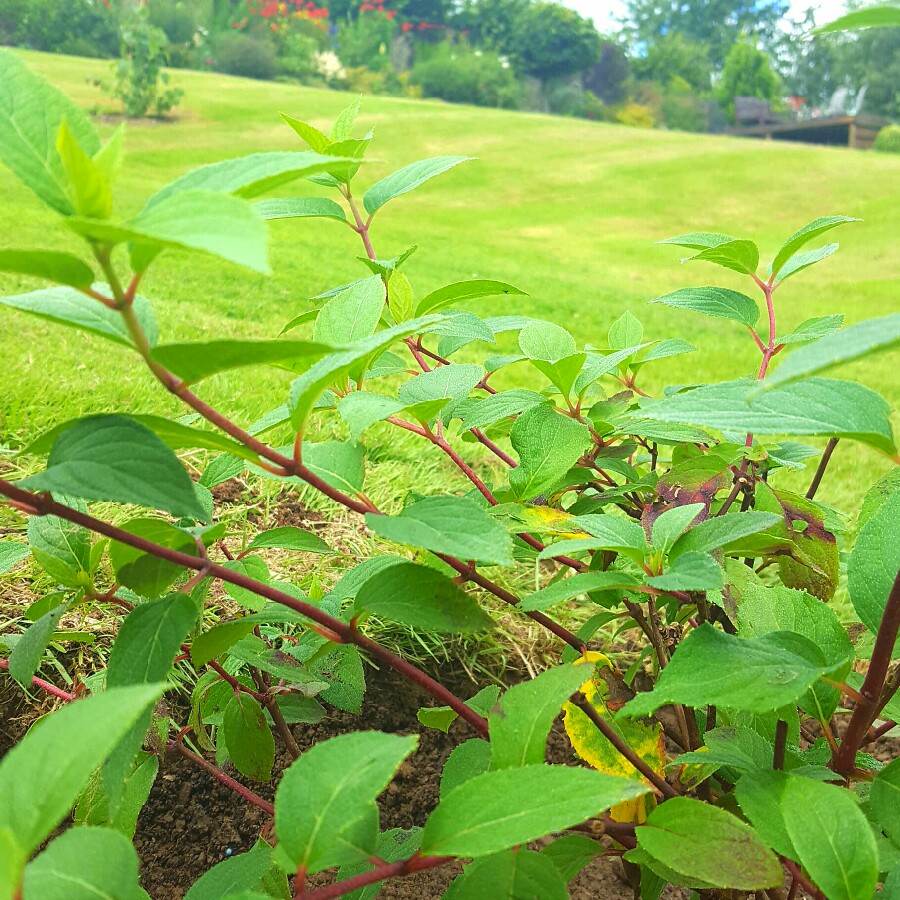 Hydrangea Diamant Rouge in the GardenTags plant encyclopedia