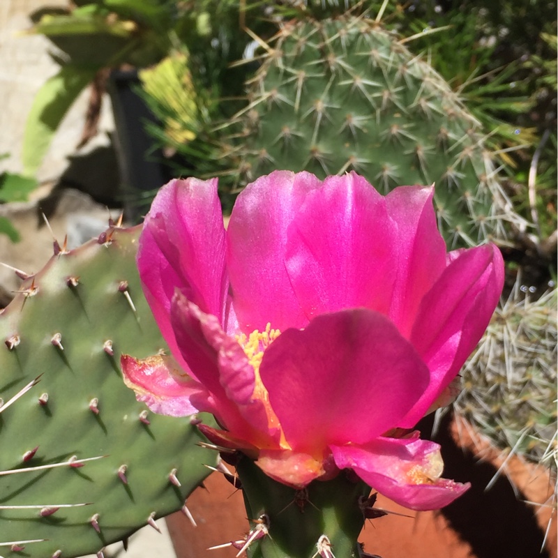 Prickly Pear in the GardenTags plant encyclopedia