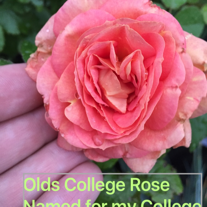 Olds College Rose in the GardenTags plant encyclopedia