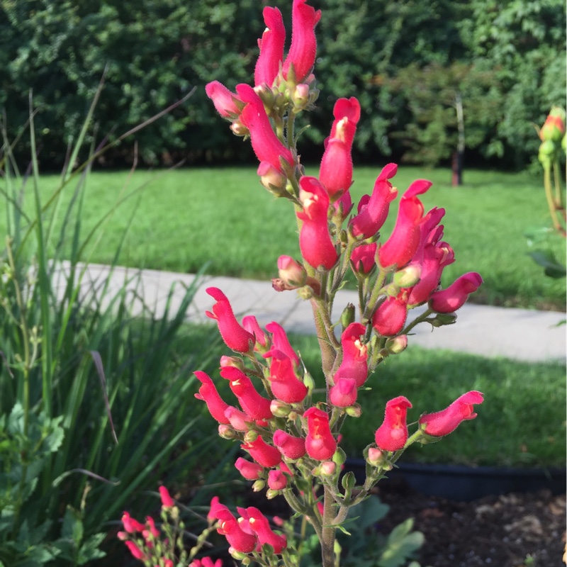 Red Birds In A Tree in the GardenTags plant encyclopedia