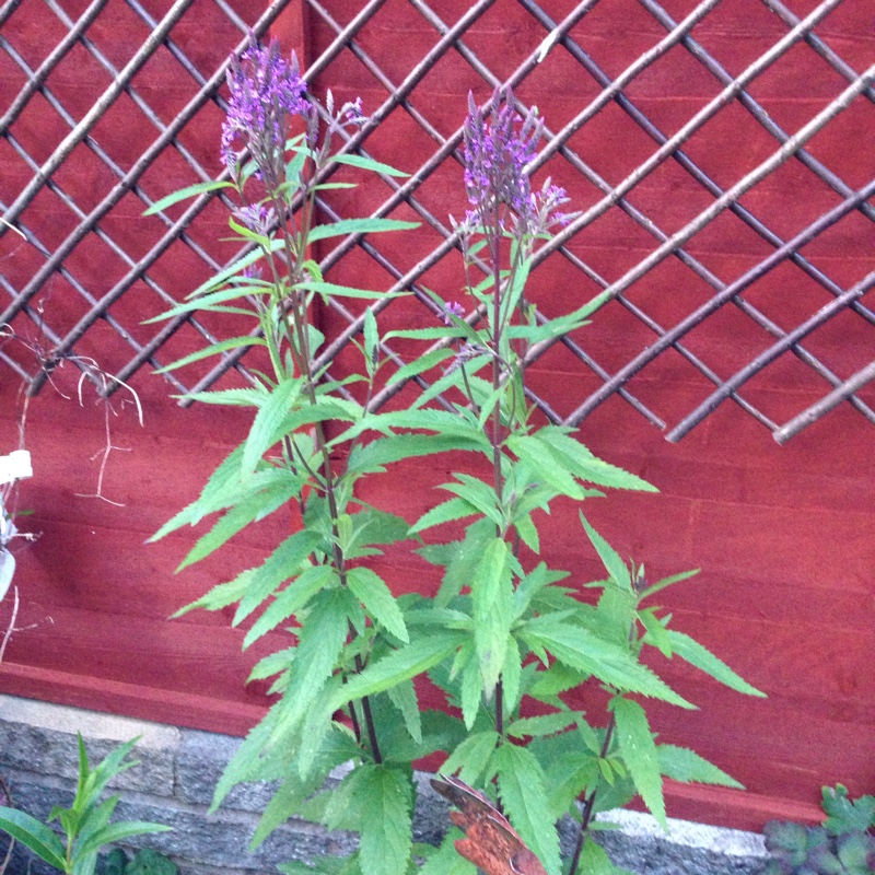 Verbena Hastata Blue Spires in the GardenTags plant encyclopedia