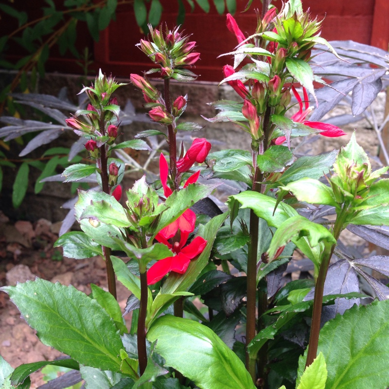 Lobelia in the GardenTags plant encyclopedia