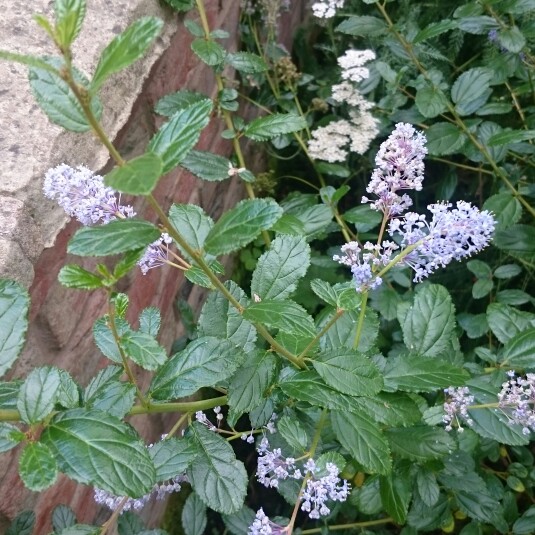 Californian lilac Autumnal Blue in the GardenTags plant encyclopedia