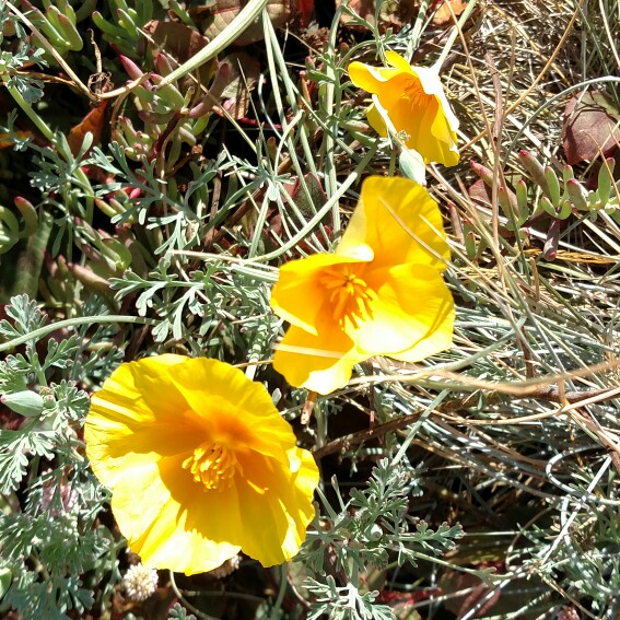 California Poppy Golden West in the GardenTags plant encyclopedia