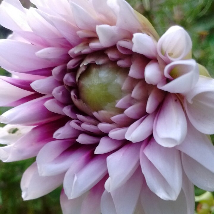 Dahlia Eveline in the GardenTags plant encyclopedia