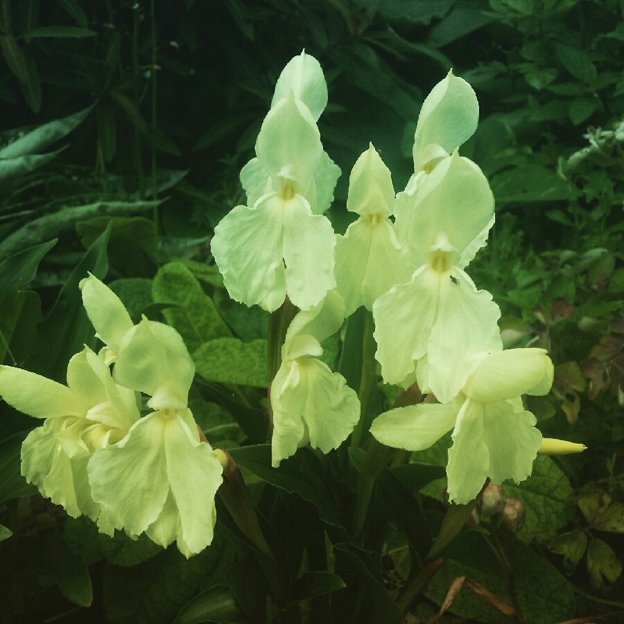 Roscoea Kew Beauty in the GardenTags plant encyclopedia