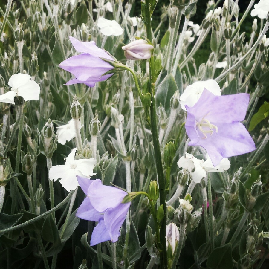 Bellflower in the GardenTags plant encyclopedia