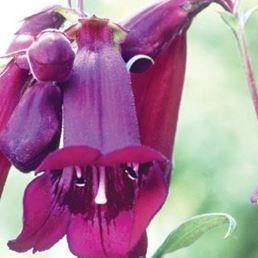 Beard Tongue Plum Jerkin in the GardenTags plant encyclopedia