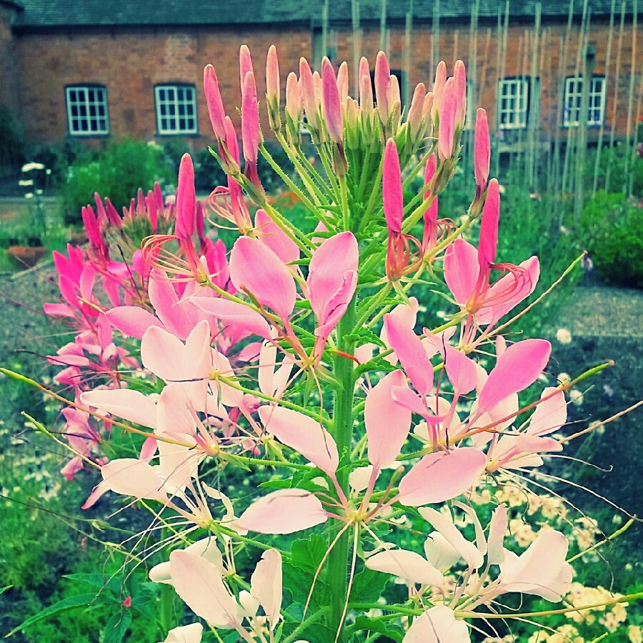 Spider Flower Pink Queen in the GardenTags plant encyclopedia