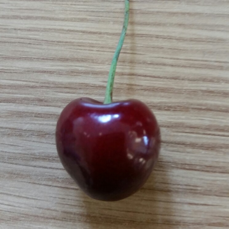 Sweet Cherry Tree Sunburst in the GardenTags plant encyclopedia