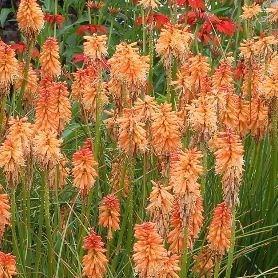 Red Hot Poker Creamsicle in the GardenTags plant encyclopedia