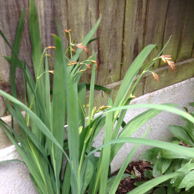 Montbretia Carmin Brilliant in the GardenTags plant encyclopedia