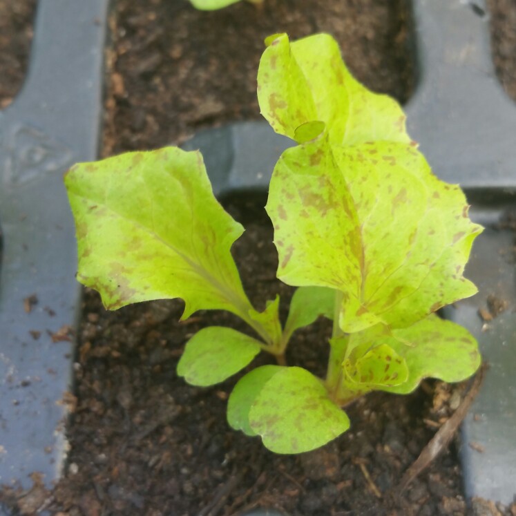 Lettuce Mottistone in the GardenTags plant encyclopedia