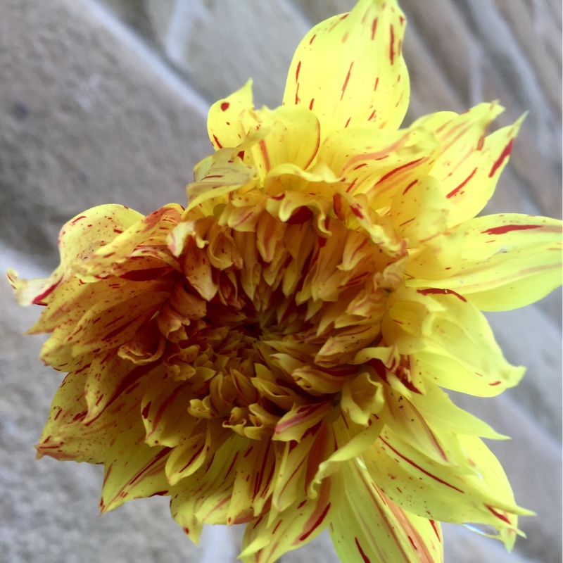 Dahlia Reijmans Firecracker in the GardenTags plant encyclopedia