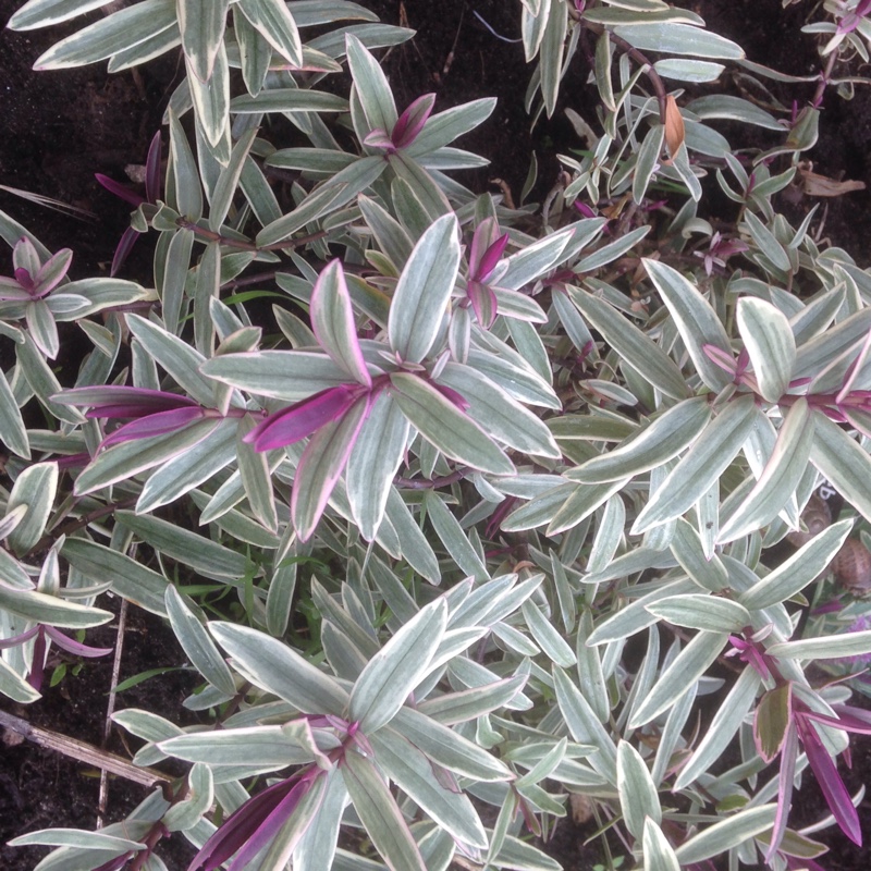 Shrubby Veronica Lady Ann in the GardenTags plant encyclopedia