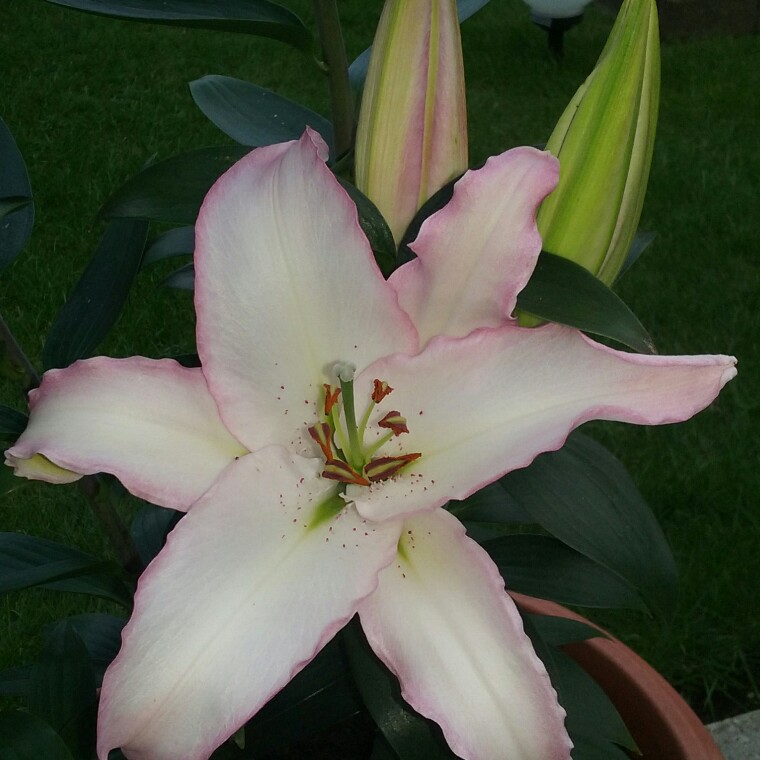 Lily Brasilia (Oriental) in the GardenTags plant encyclopedia