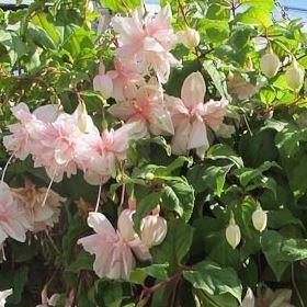 Fuchsia Pink Marshmallow in the GardenTags plant encyclopedia