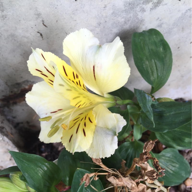 Peruvian Lily Apollo in the GardenTags plant encyclopedia