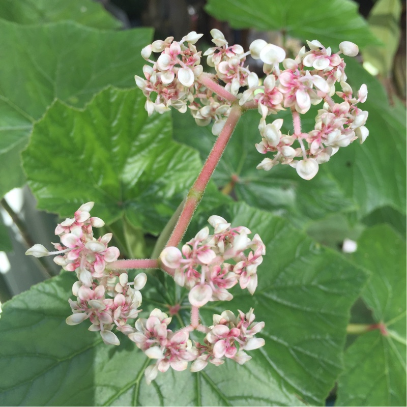 Tree Begonia in the GardenTags plant encyclopedia