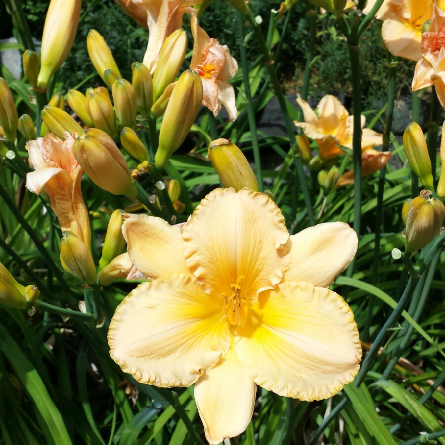 Daylily Artist Etching in the GardenTags plant encyclopedia