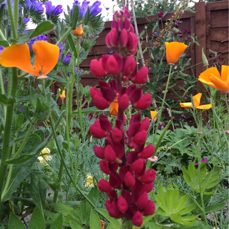 Lupin My Castle in the GardenTags plant encyclopedia