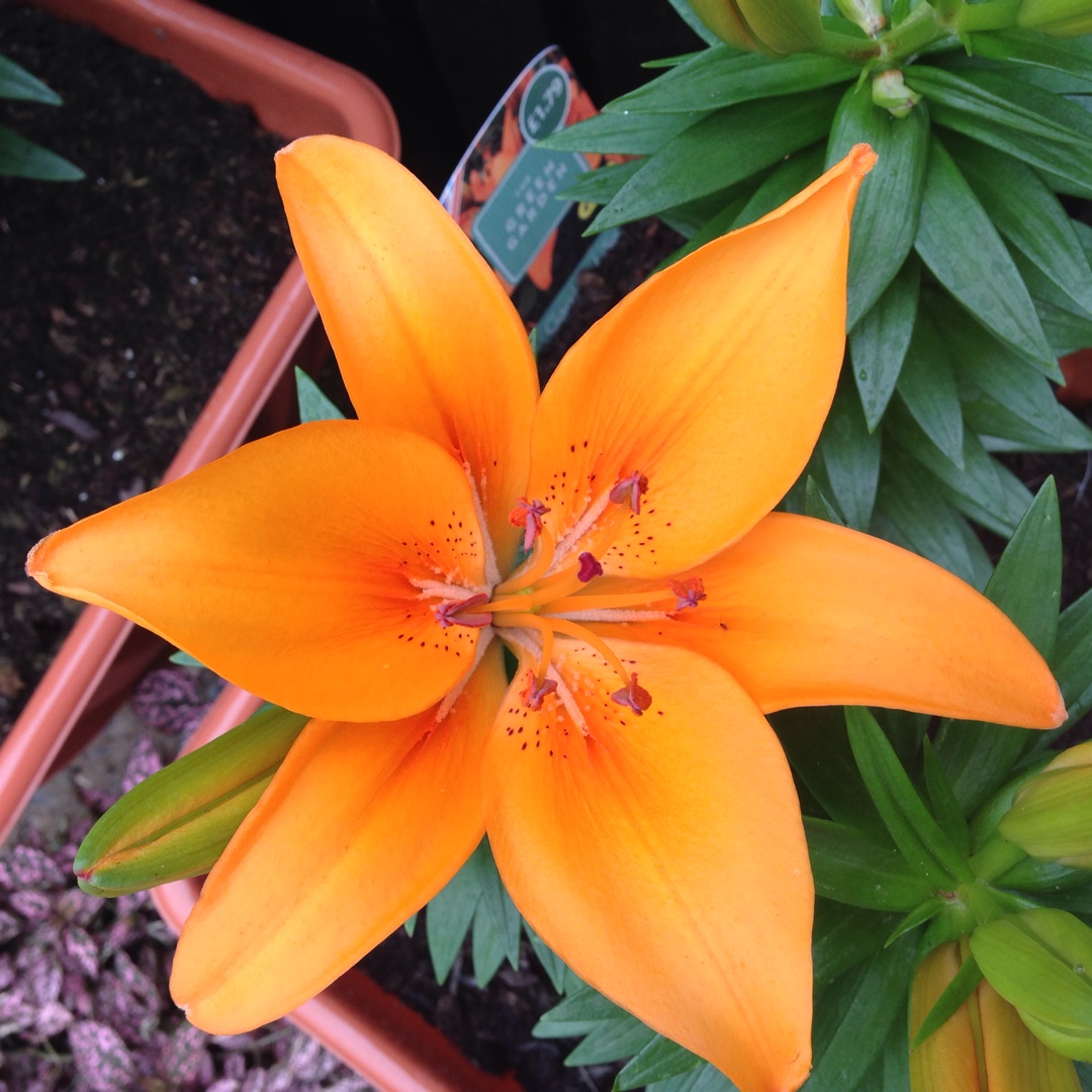 Lily Brilliant Joy (Asiatic) in the GardenTags plant encyclopedia