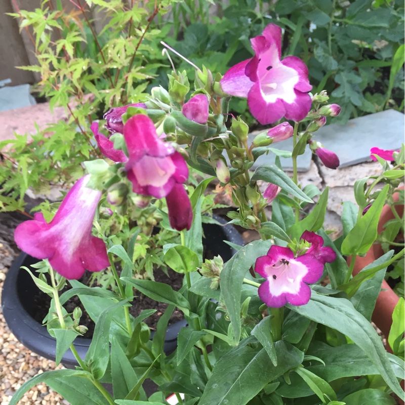 Beardtongue Violet in the GardenTags plant encyclopedia