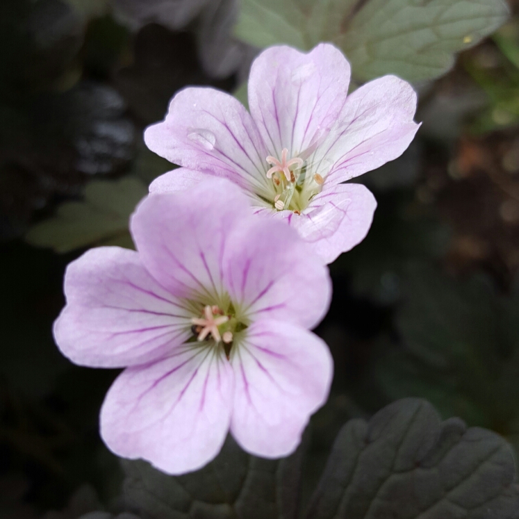 Geranium Dusky Rose in the GardenTags plant encyclopedia