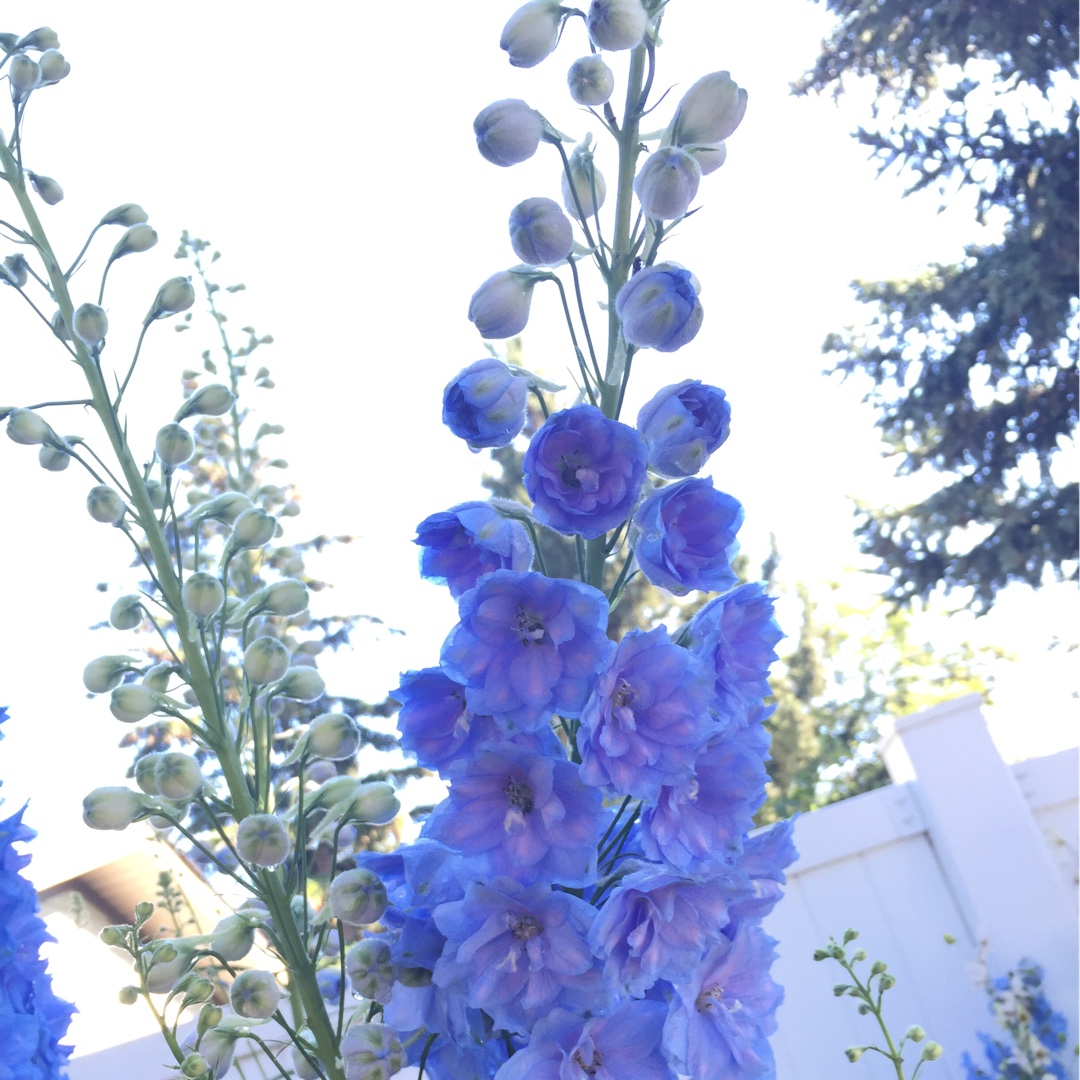 Delphinium 'Blue Lace