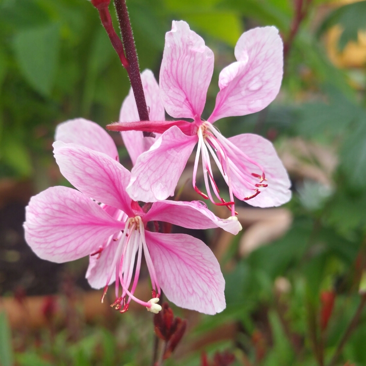 Lindheimers Beeblossom Pink Dwarf in the GardenTags plant encyclopedia