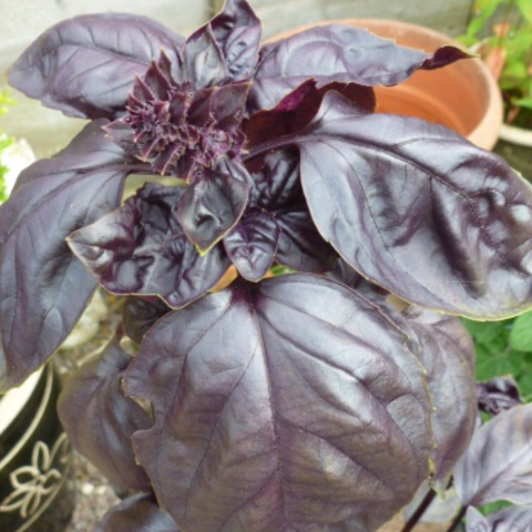 Basil Summer Surprise in the GardenTags plant encyclopedia