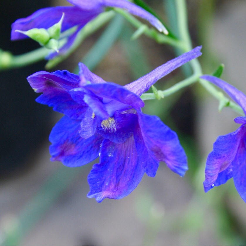 Delphinium Blue Butterfly in the GardenTags plant encyclopedia