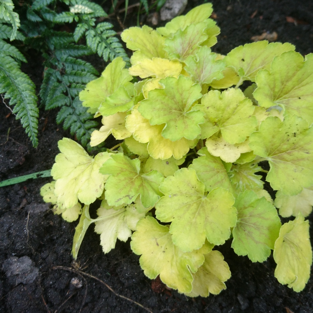 Alumroot Delta Dawn in the GardenTags plant encyclopedia