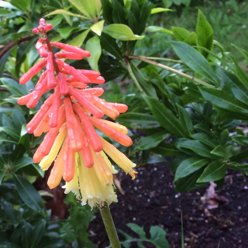 Red Hot Poker Royal Standard in the GardenTags plant encyclopedia