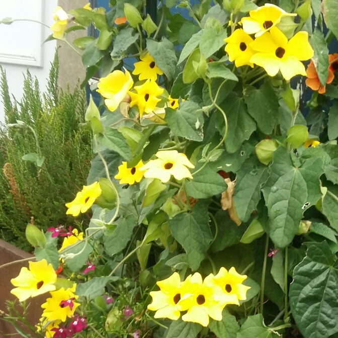 Black-Eyed Susan Sunny Lemon Star in the GardenTags plant encyclopedia