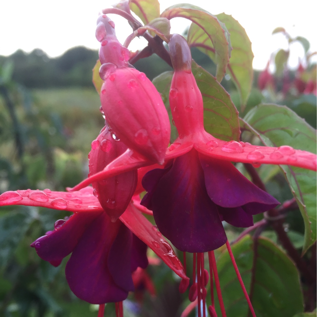 Fuchsia Berry in the GardenTags plant encyclopedia