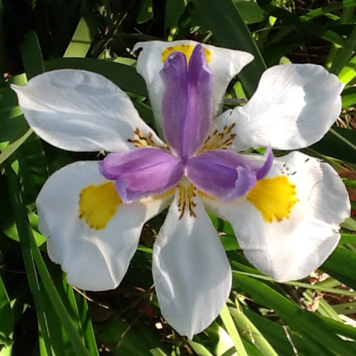 Butterfly Iris in the GardenTags plant encyclopedia