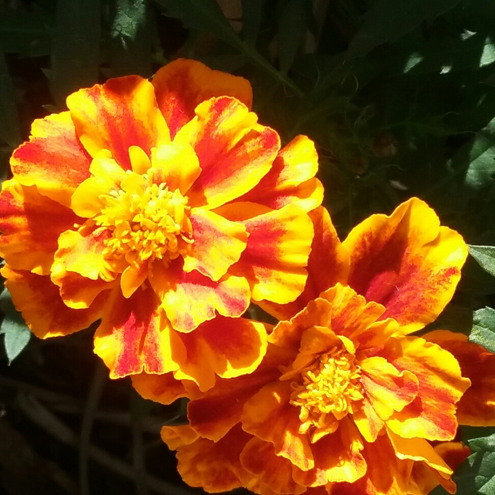 Marigold Sparky Mixed in the GardenTags plant encyclopedia