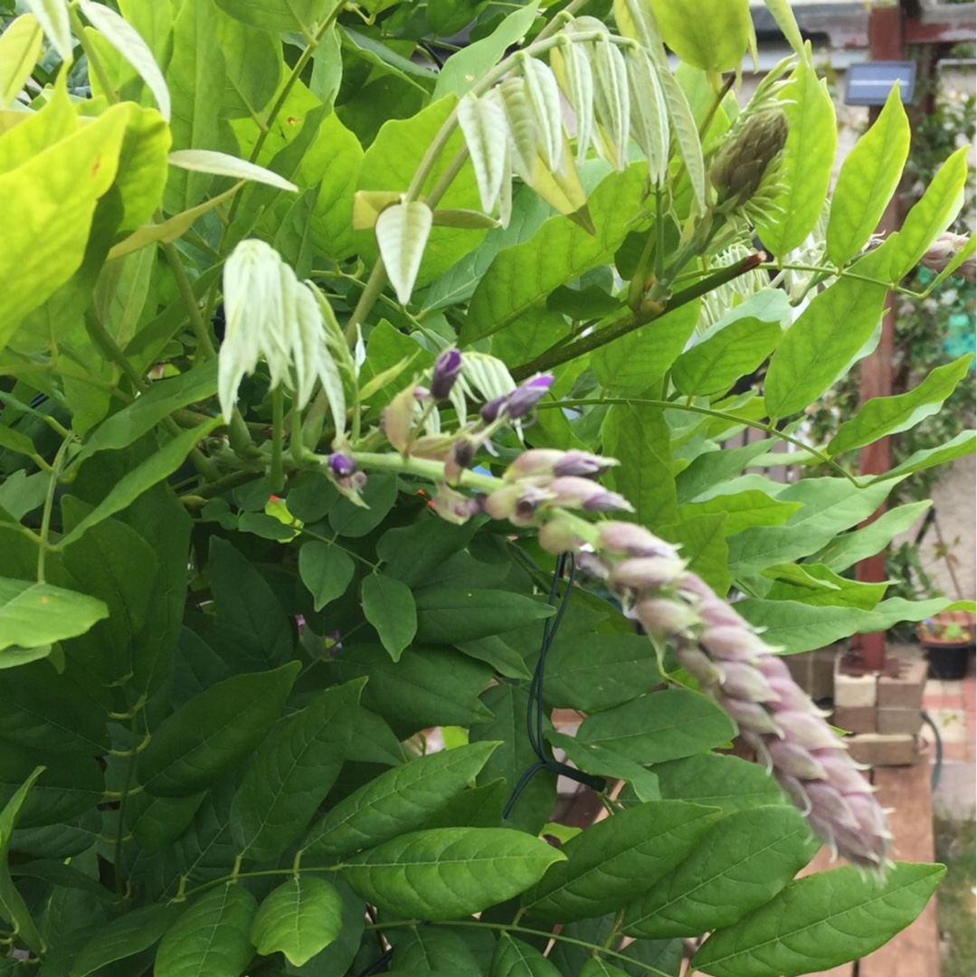 Wisteria Issai in the GardenTags plant encyclopedia