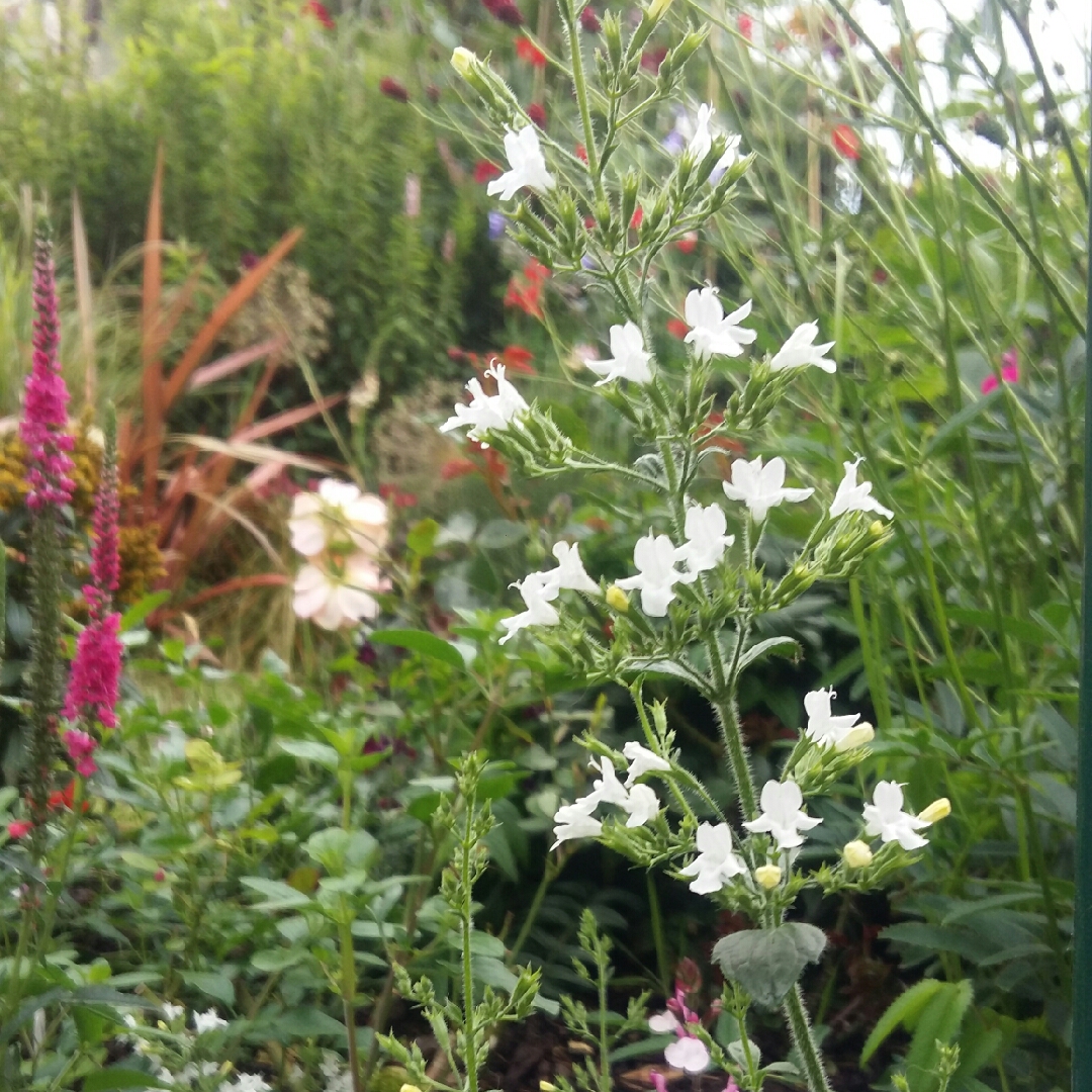 Nepeta White Giant in the GardenTags plant encyclopedia