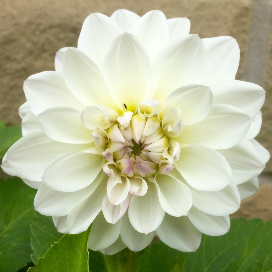 Dahlia Flirt in the GardenTags plant encyclopedia