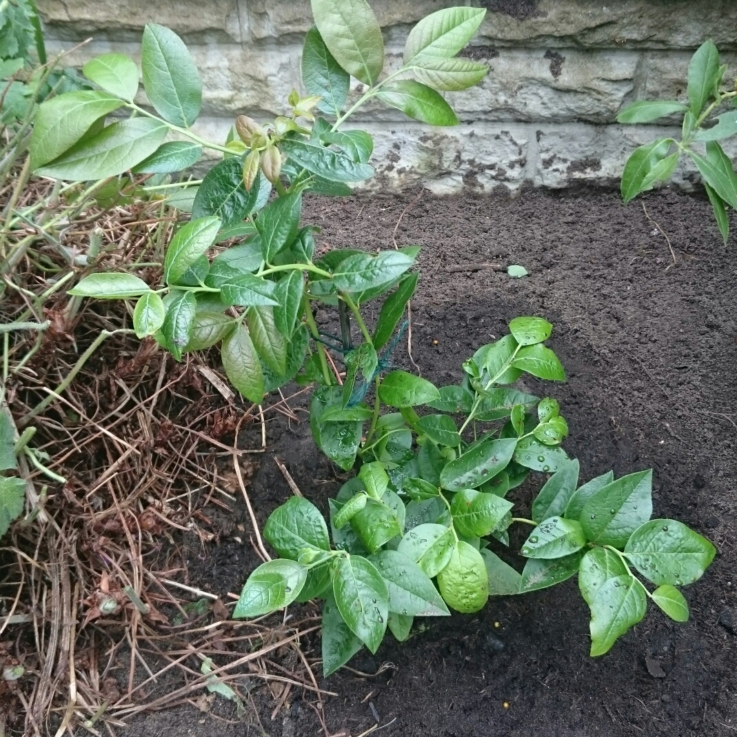 Blueberry Goldtraube in the GardenTags plant encyclopedia