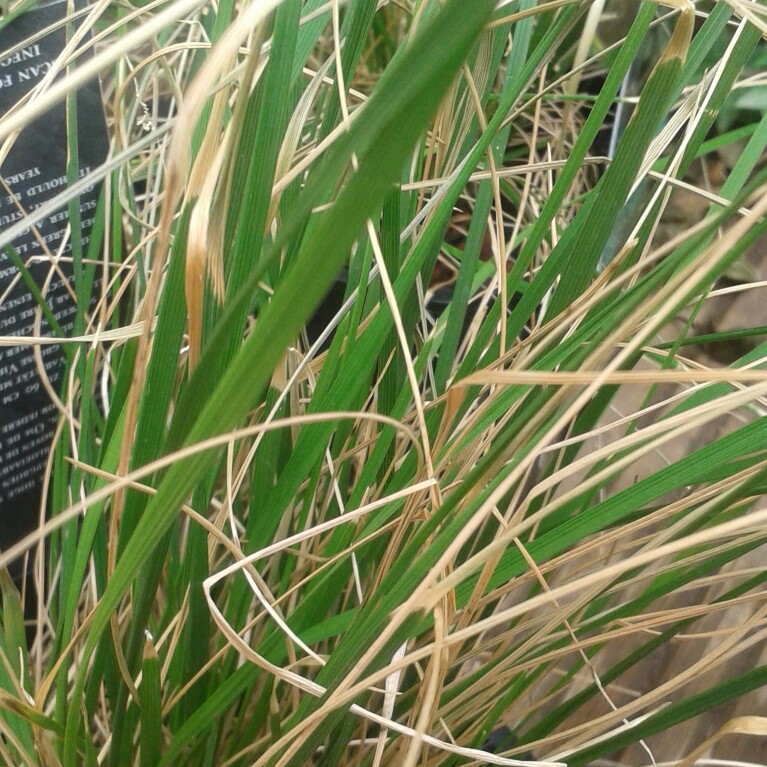 Tufted hair grass in the GardenTags plant encyclopedia