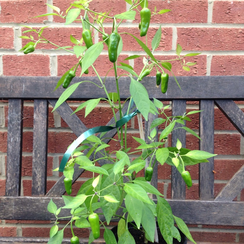 Chilli Pepper Apache in the GardenTags plant encyclopedia