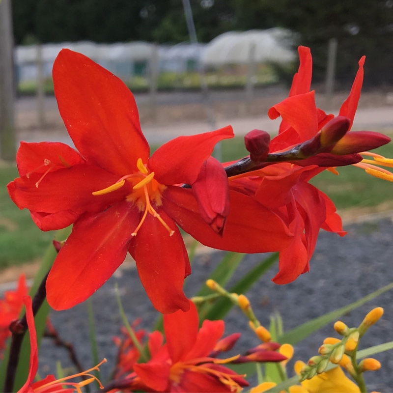 Montbretia Zeal Tan in the GardenTags plant encyclopedia