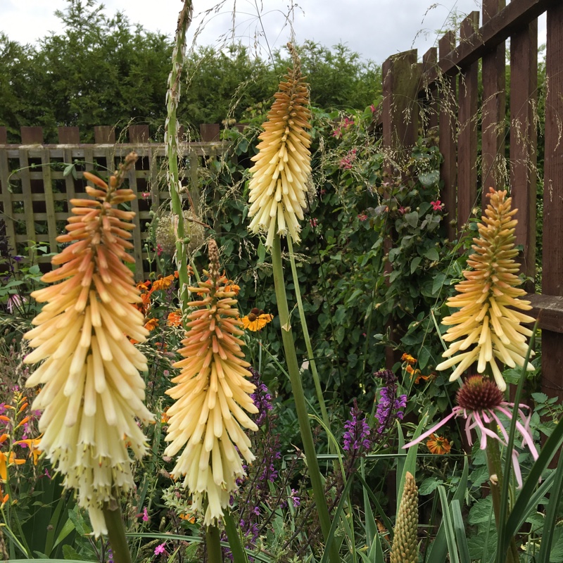 Red Hot Poker Toffee Nosed in the GardenTags plant encyclopedia