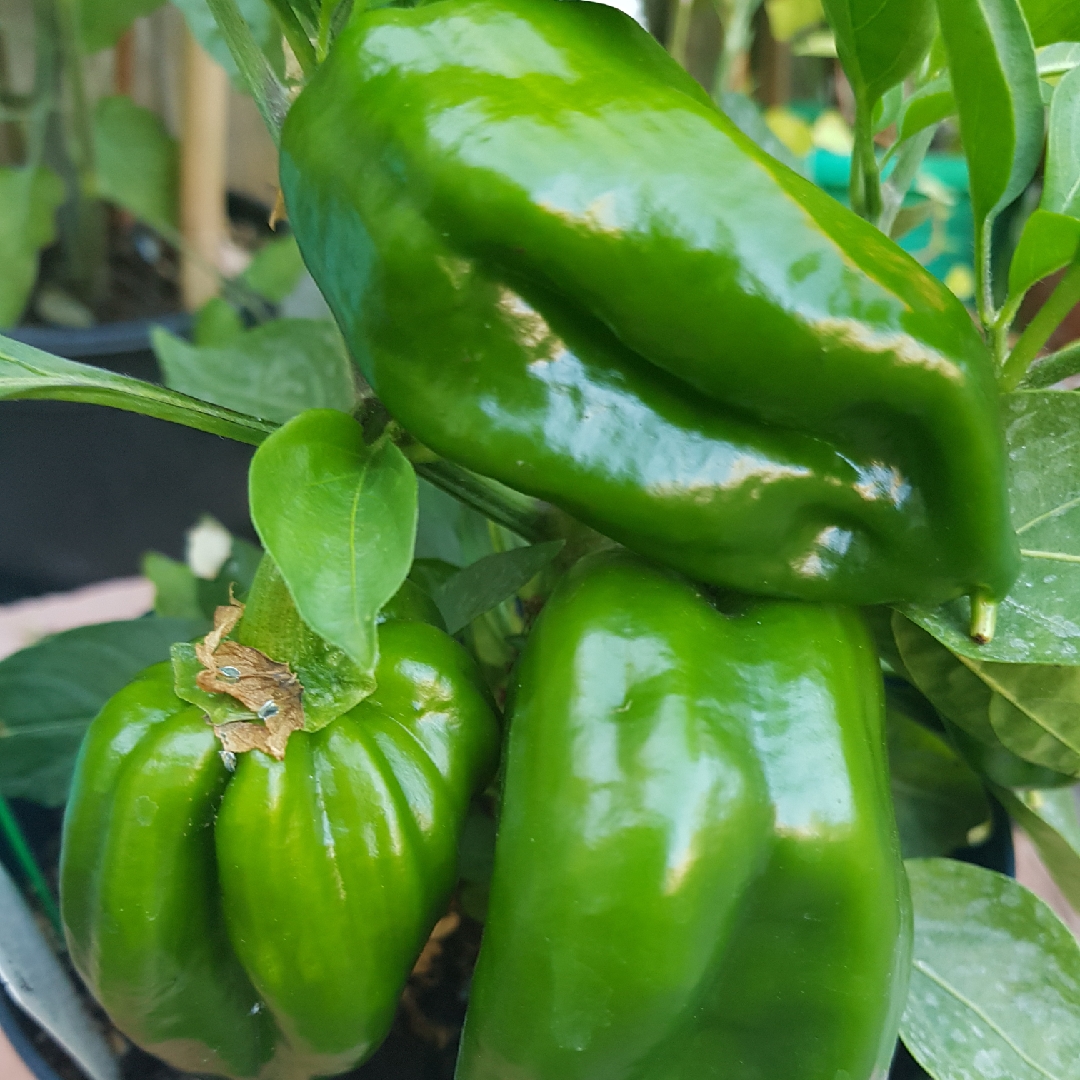 Sweet Pepper Redskin in the GardenTags plant encyclopedia