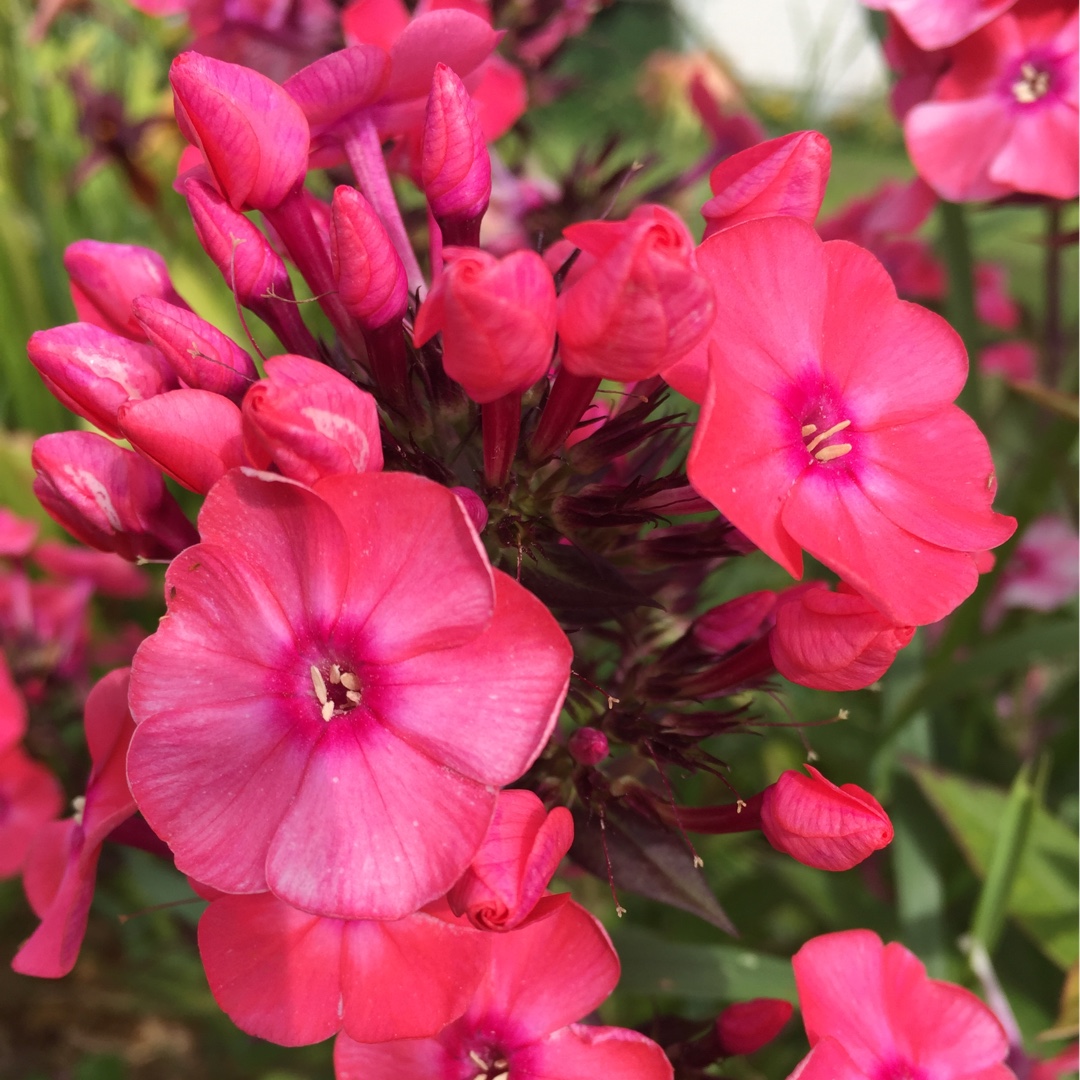 Phlox Glamour Girl in the GardenTags plant encyclopedia