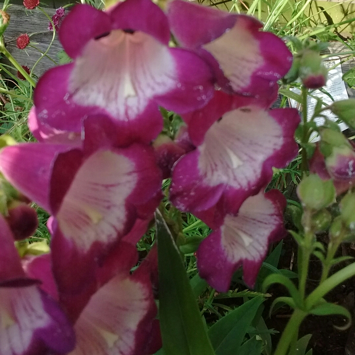 Beardtongue Grape Taffy in the GardenTags plant encyclopedia